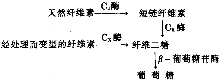 第一節(jié) 白酒生產(chǎn)中的酶類